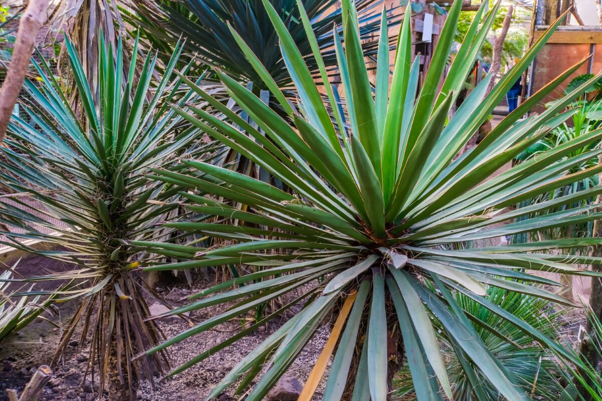 Plantes de Yucca - Utilisations et bienfaits