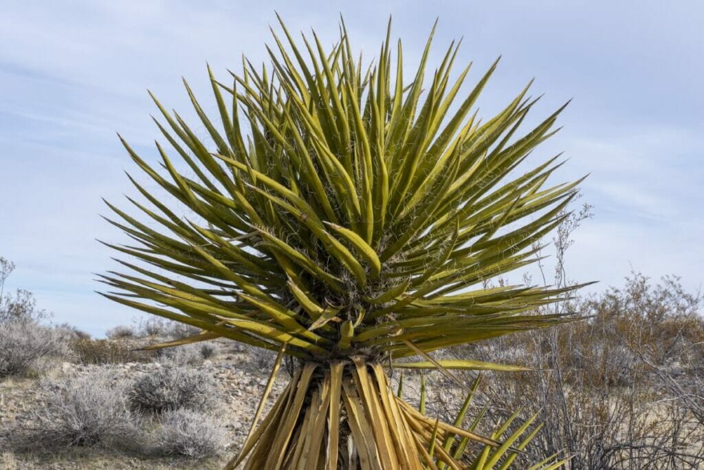 Yucca schidigera (yucca mojave)