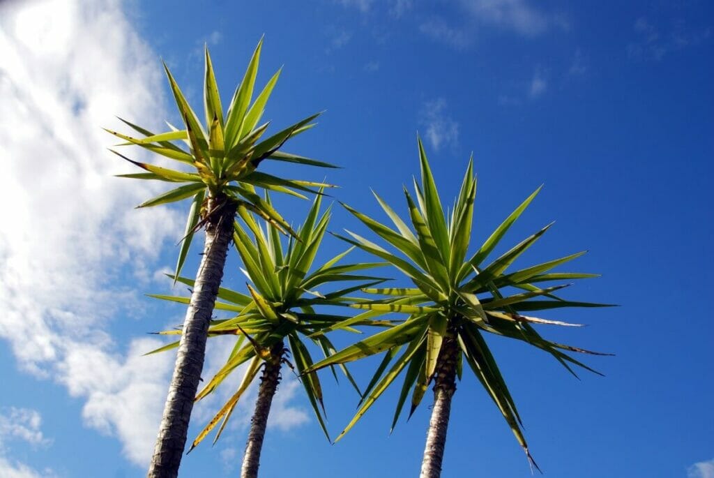 Yucca gigantea (Yucca sans épines)
