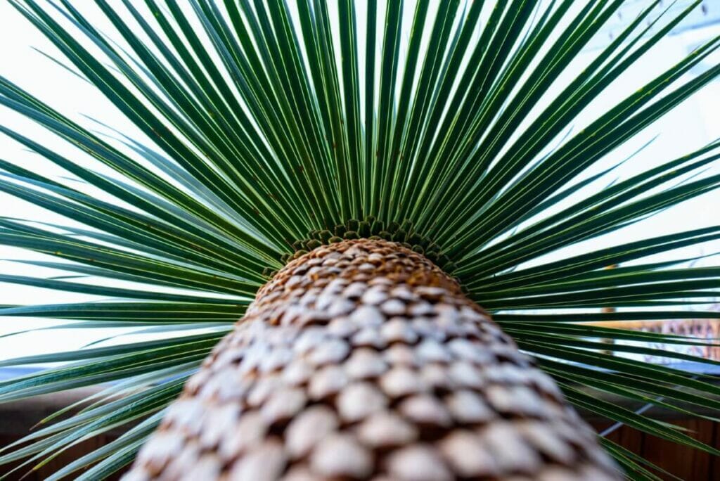 Yucca rostrata (Yucca à bec)