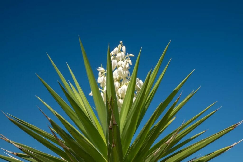 Yucca glauca (Yucca savonneuse)