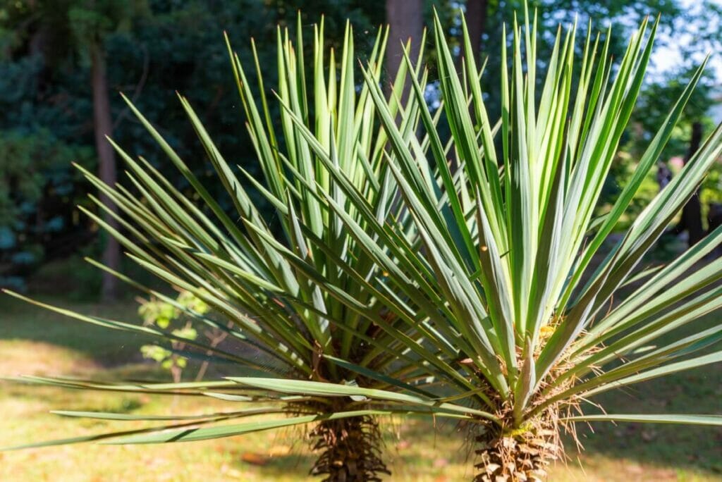 Yucca gloriosa (dague espagnole)