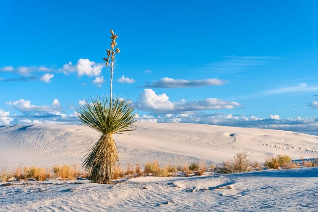 Yucca elata (Yucca de Soaptree)