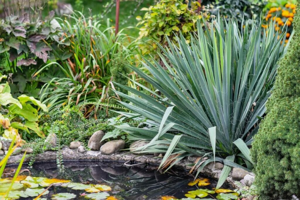 Yucca pallida (Yucca à feuilles pâles)