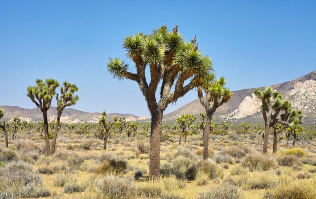 Yucca brevifolia (arbre de Josué)
