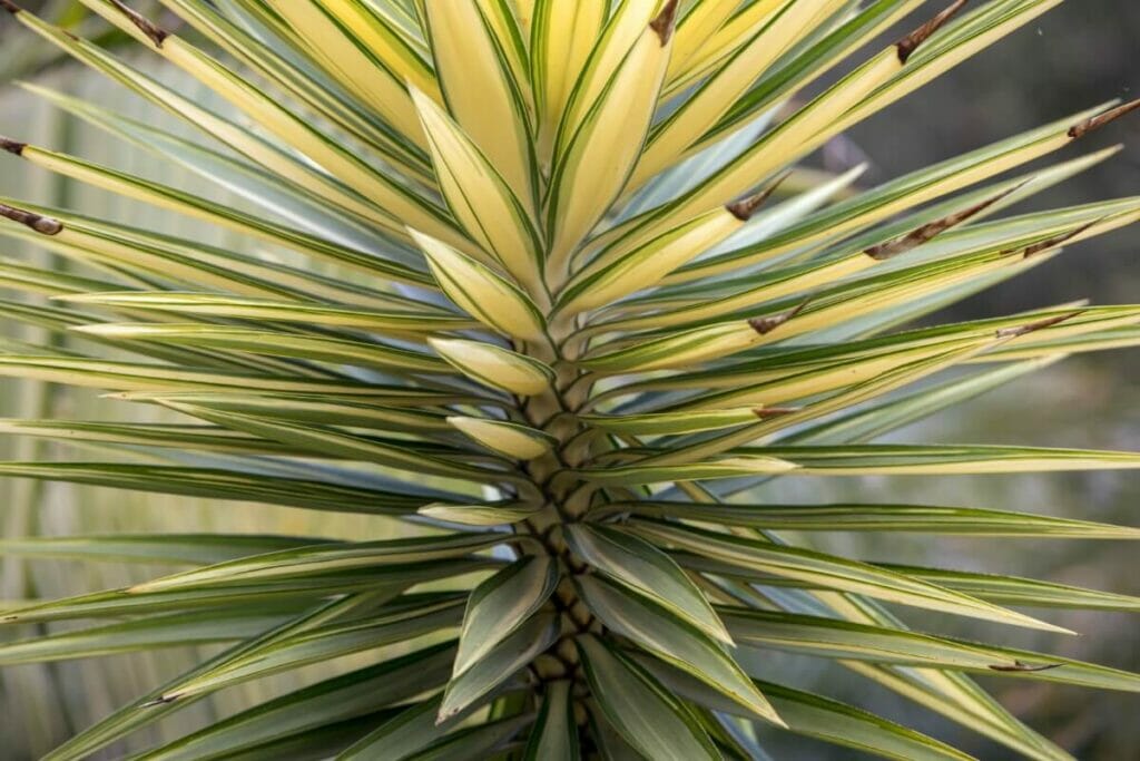 Yucca aloifolia (Aloe yucca)