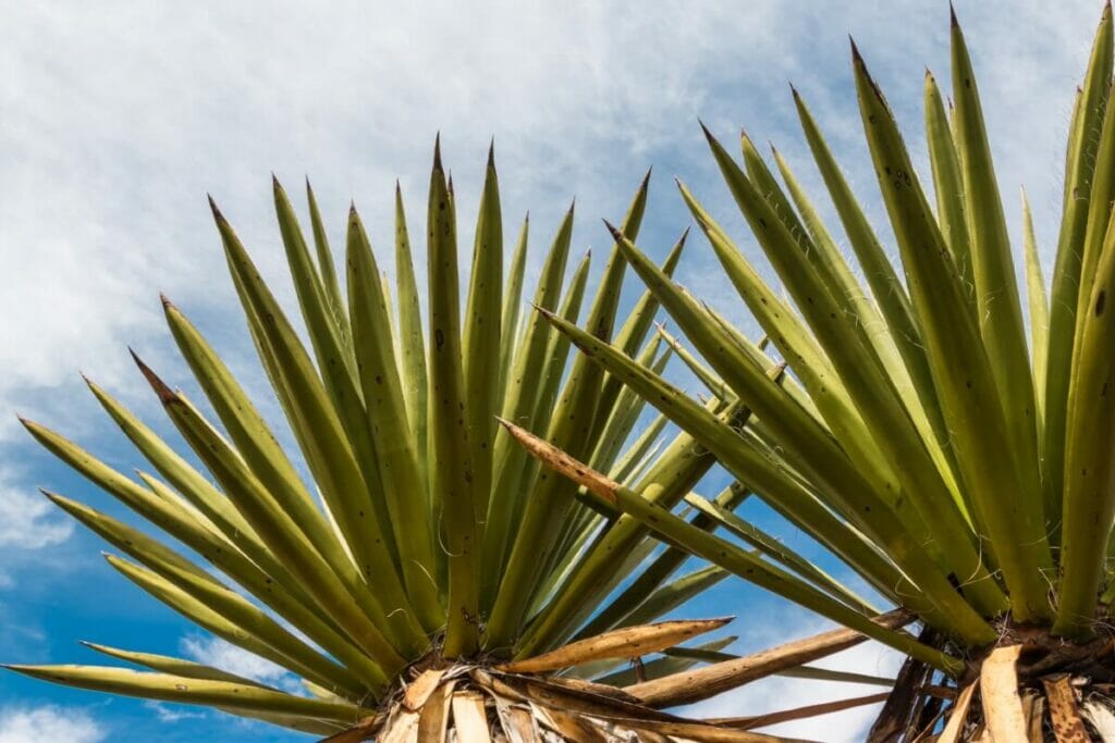 Yucca faxoniana (Yucca blanc géant)