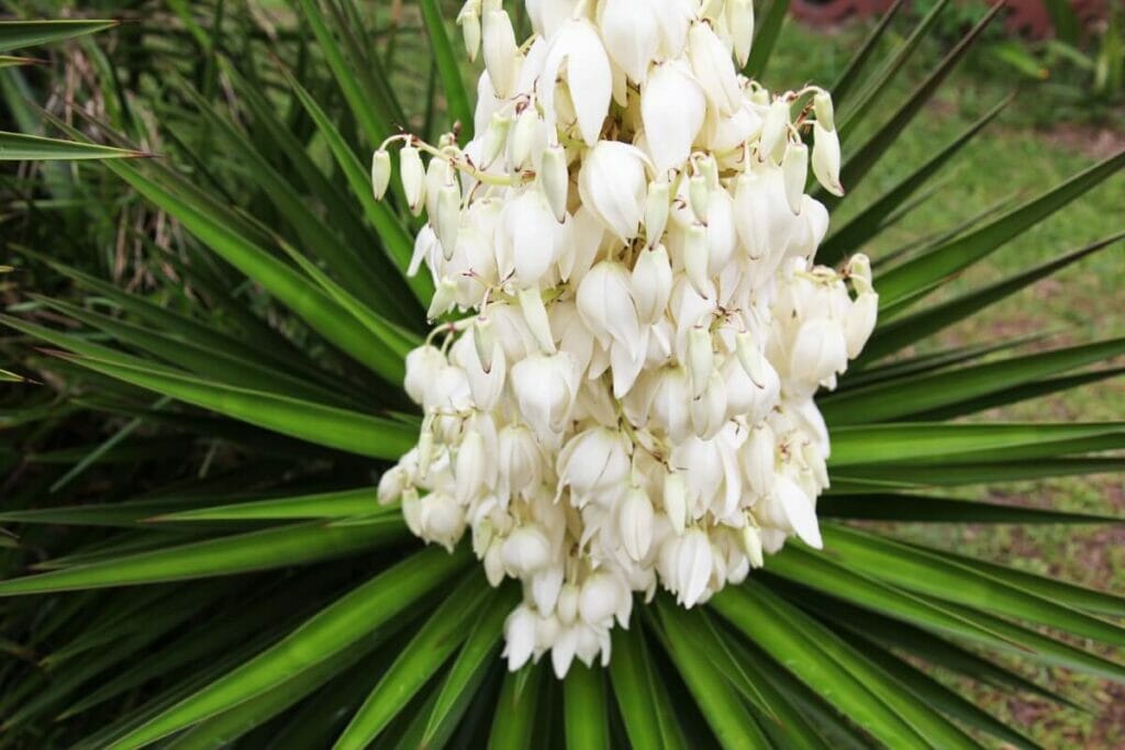 Yucca filamentosa (aiguille d'Adam)