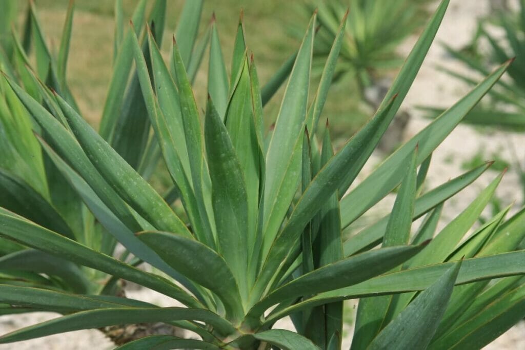 Yucca rupicola (Yucca tordu)