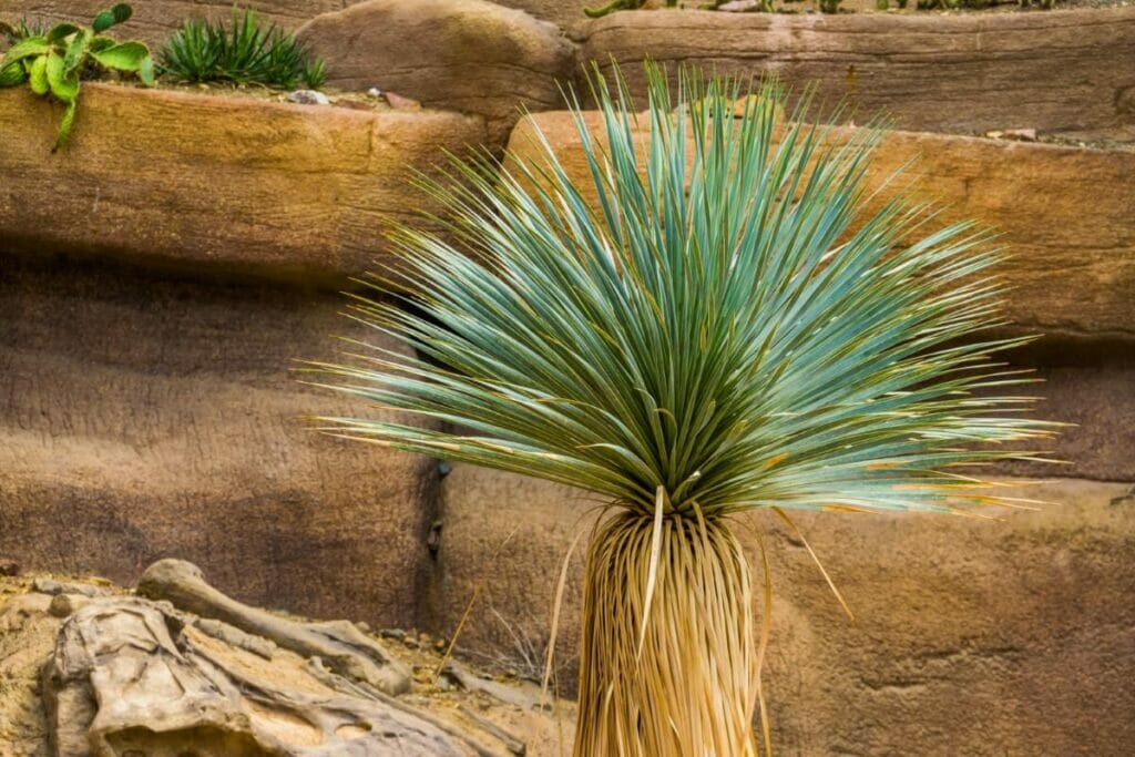 Yucca thompsoniana (Yucca de Thompson)