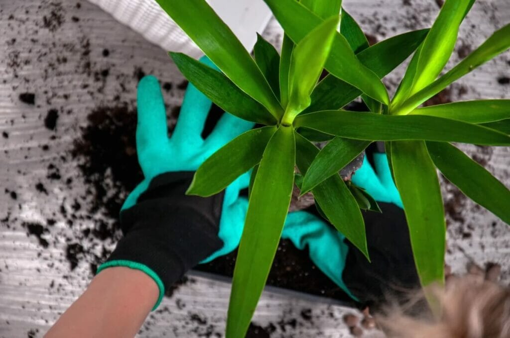 Multiplier les plants de Yucca
