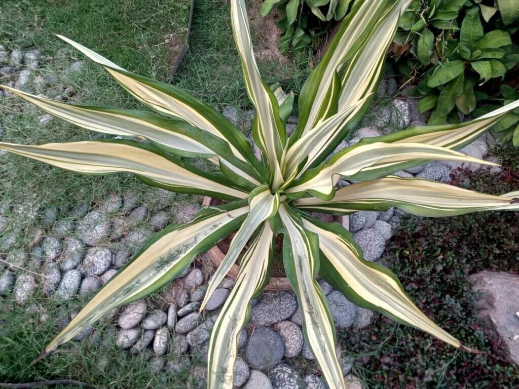 Yucca flaccida (Yucca à feuilles étroites)