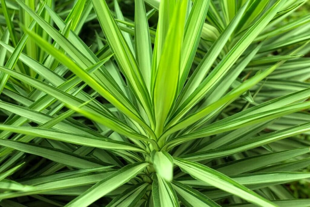 Comment cultiver des plantes de yucca à la maison