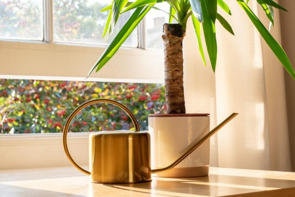 Comment prendre soin des plantes de yucca