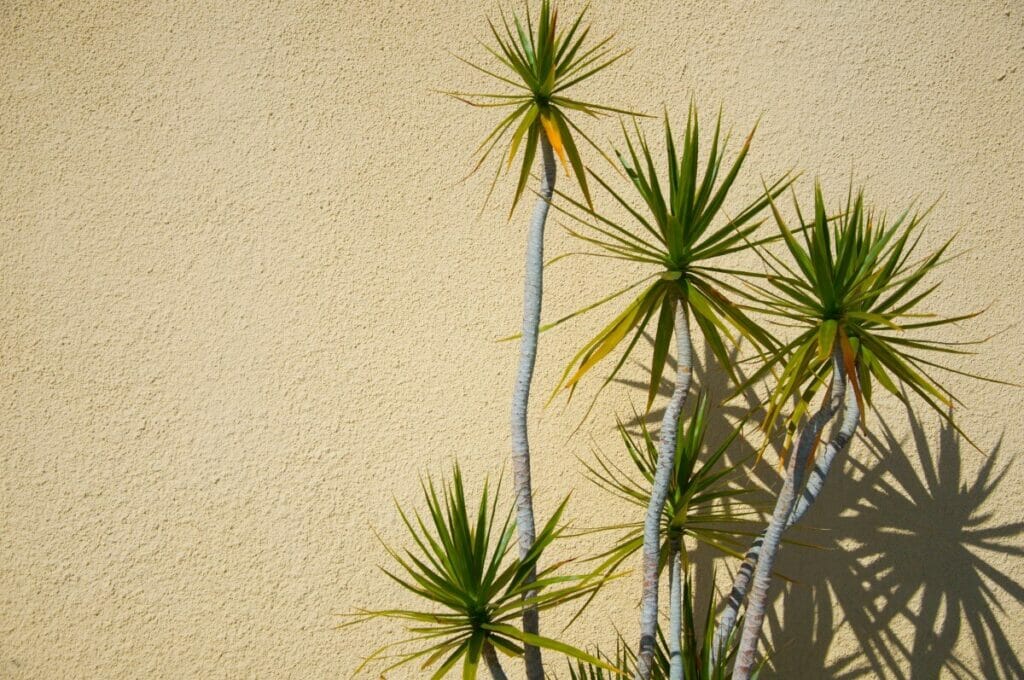 Plante Yucca Préférences de lumière