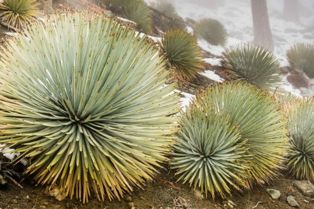 Yucca wipplei (Chandelle de notre seigneur)