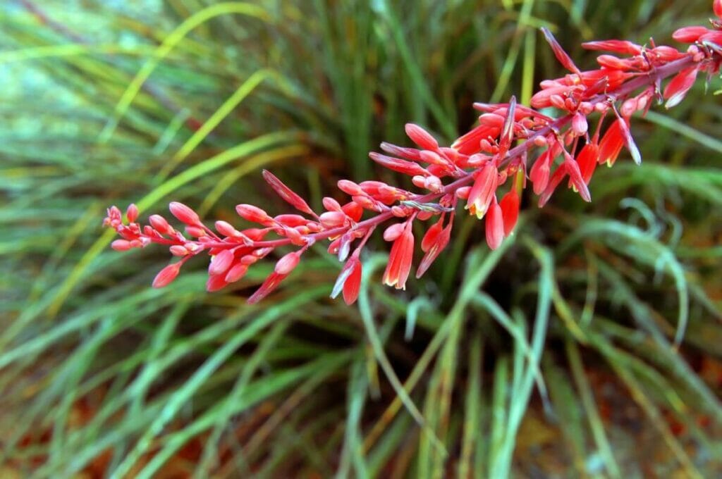 Hesperaloe parviflora (Yucca rouge)
