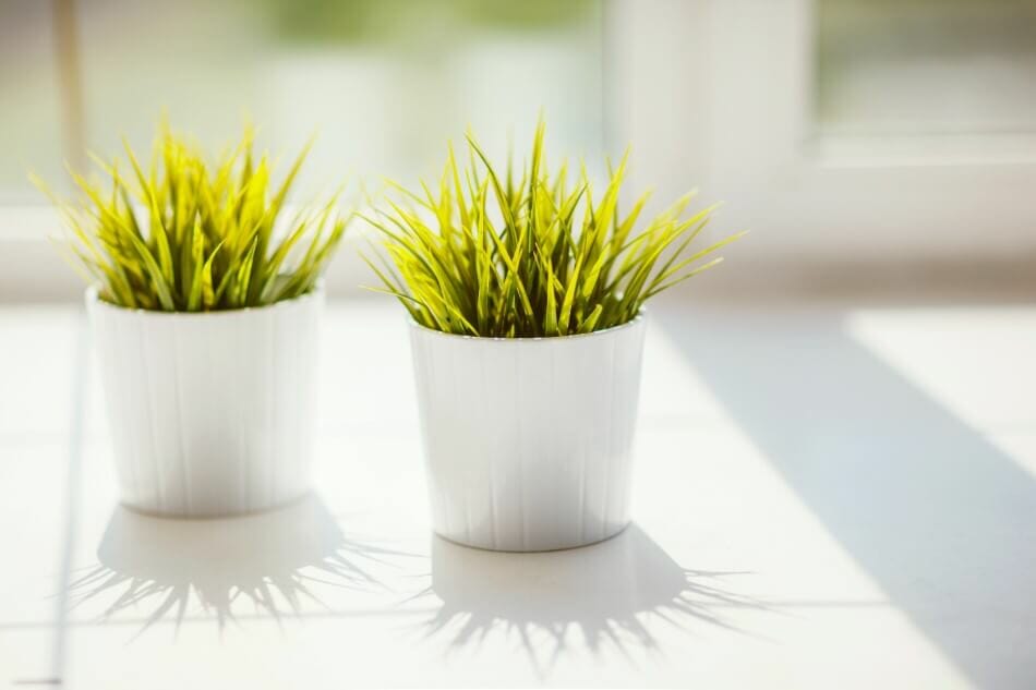 Le rôle de la lumière dans la santé et le développement des plantes