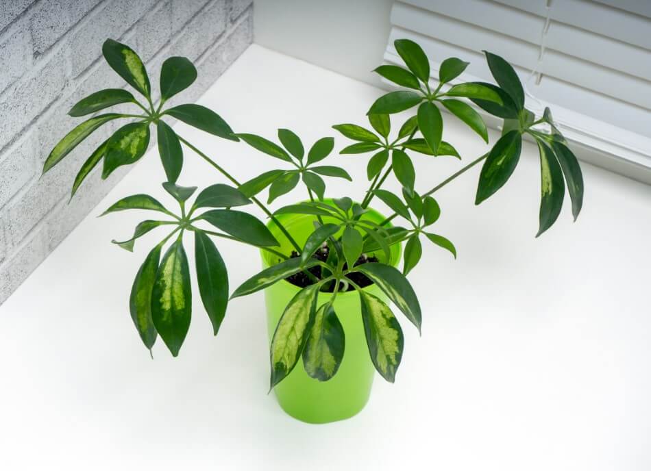 Arbre-parapluie (Schefflera actinophylla)
