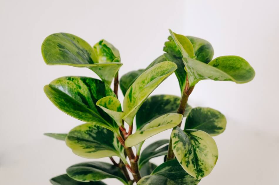 Peperomia obtusifolia (Peperomia obtusifolia)