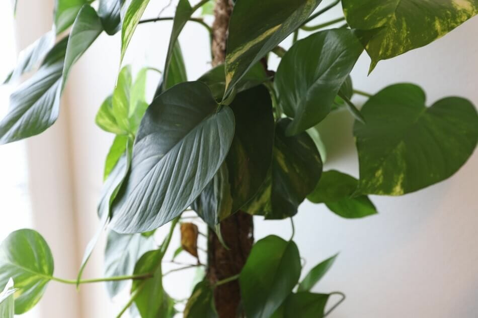 Philodendron à feuilles de cœur (Philodendron cordatum)