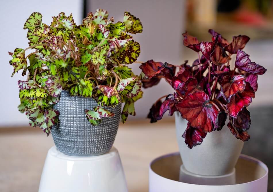 Bégonia rex (Begonia rex-cultorum)