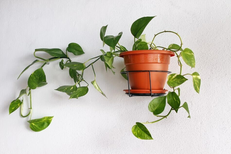 Pothos Jade (Epipremnum aureum)