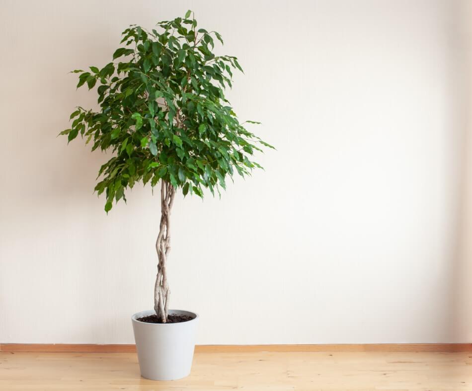 Figue de Benjamin (Ficus benjamina)