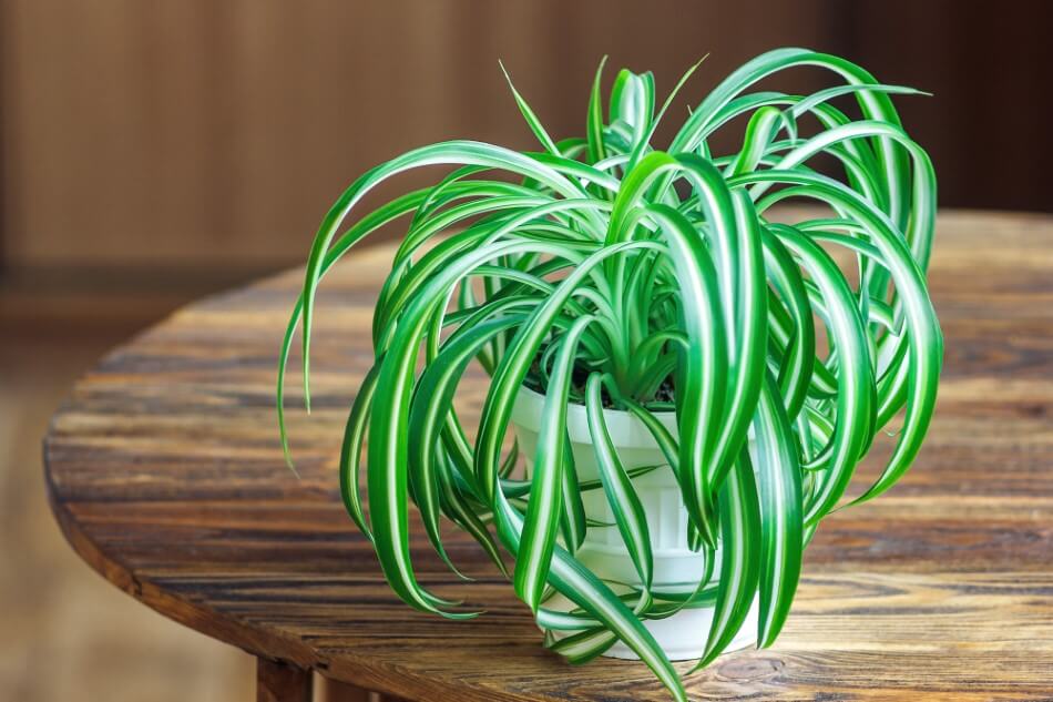 Plante araignée (Chlorophytum comosum)