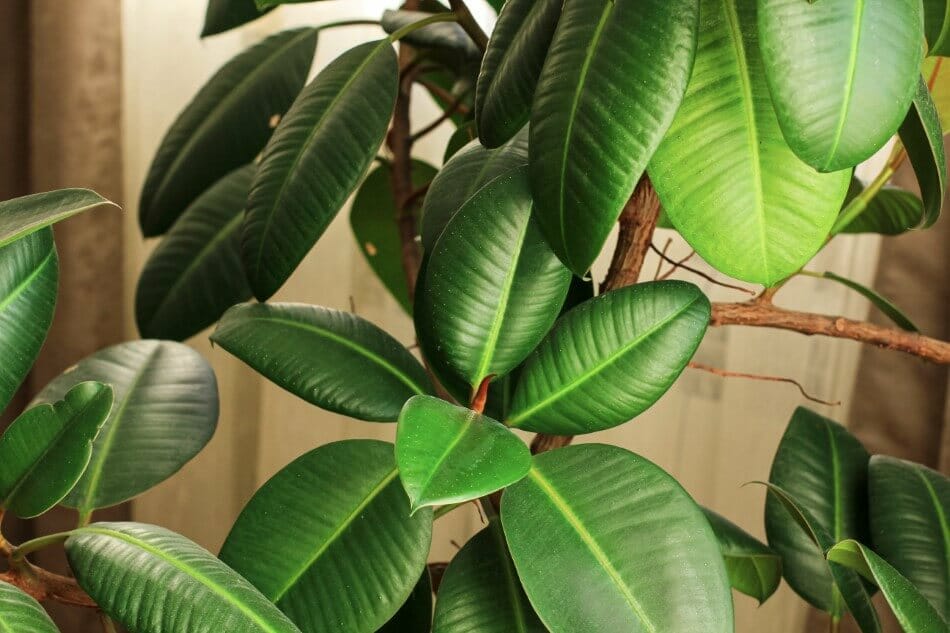 Plante caoutchouc (Ficus elastica)