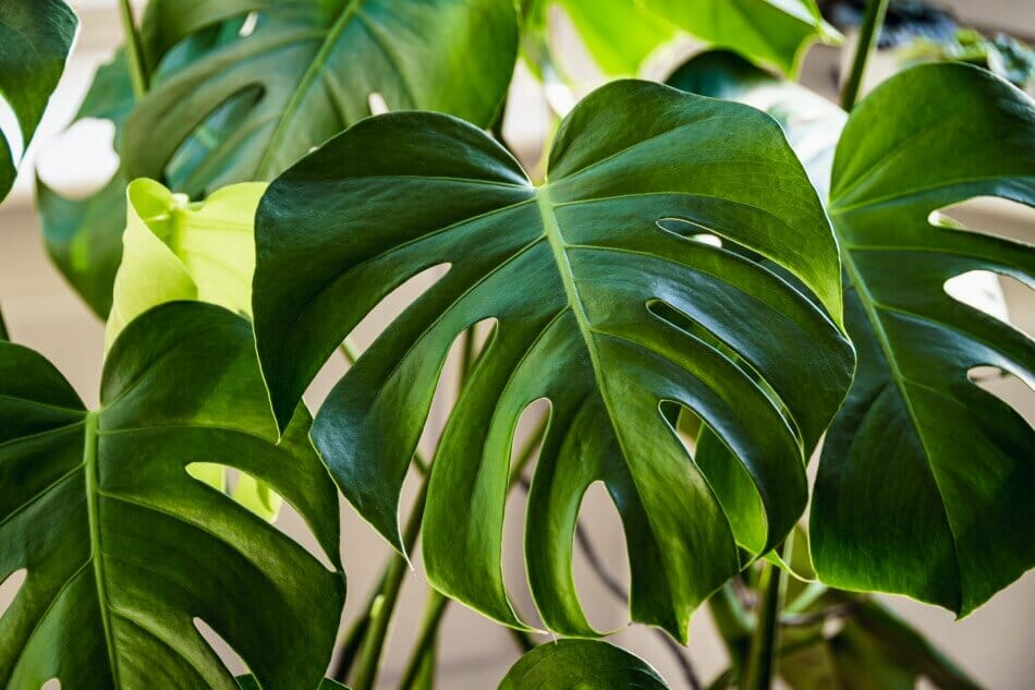 Plante fromage suisse (Monstera Deliciosa)
