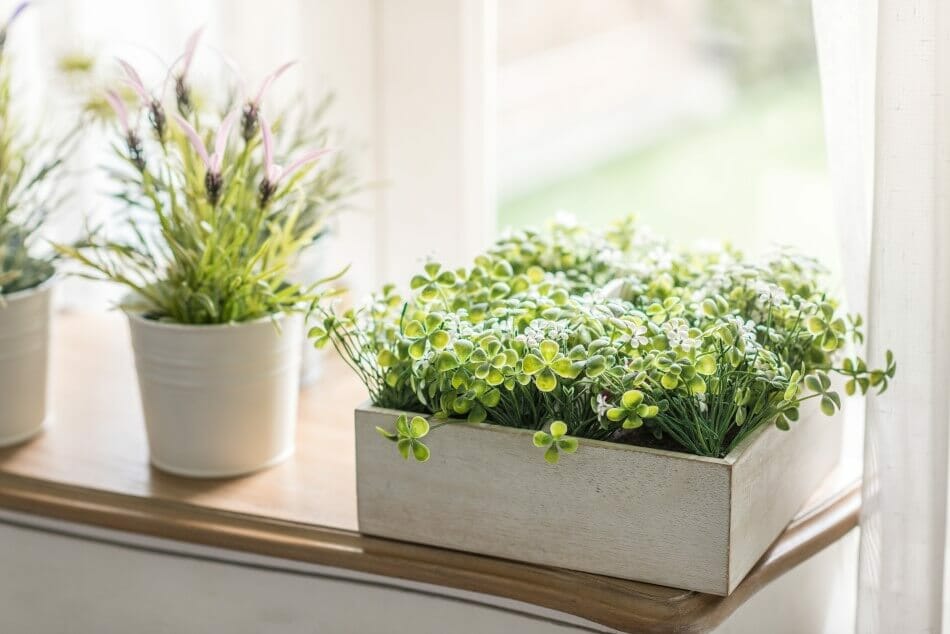 Comment protéger les plantes d'intérieur de la surexposition à la lumière et à la chaleur directes ?