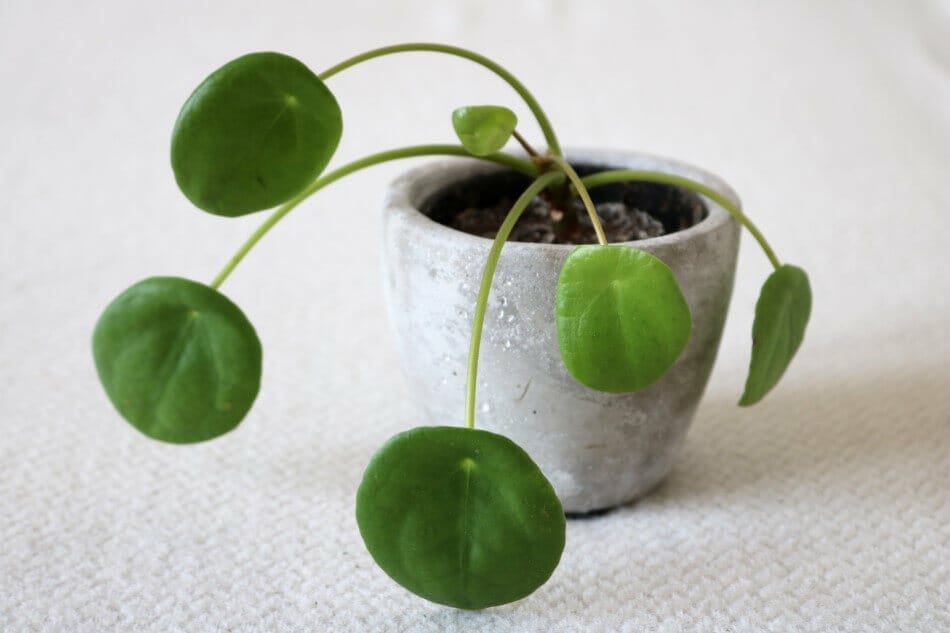 Plante argentée (Pilea peperomioides)
