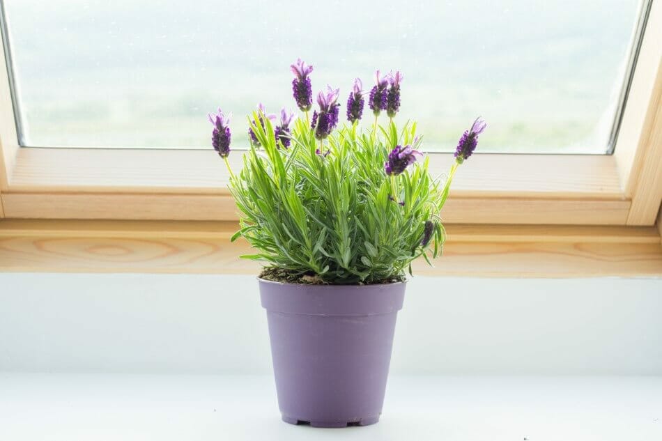 Lavande (Lavandula)