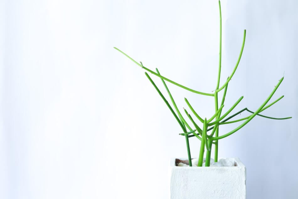 Cactus à crayon (Euphorbia tirucalli)