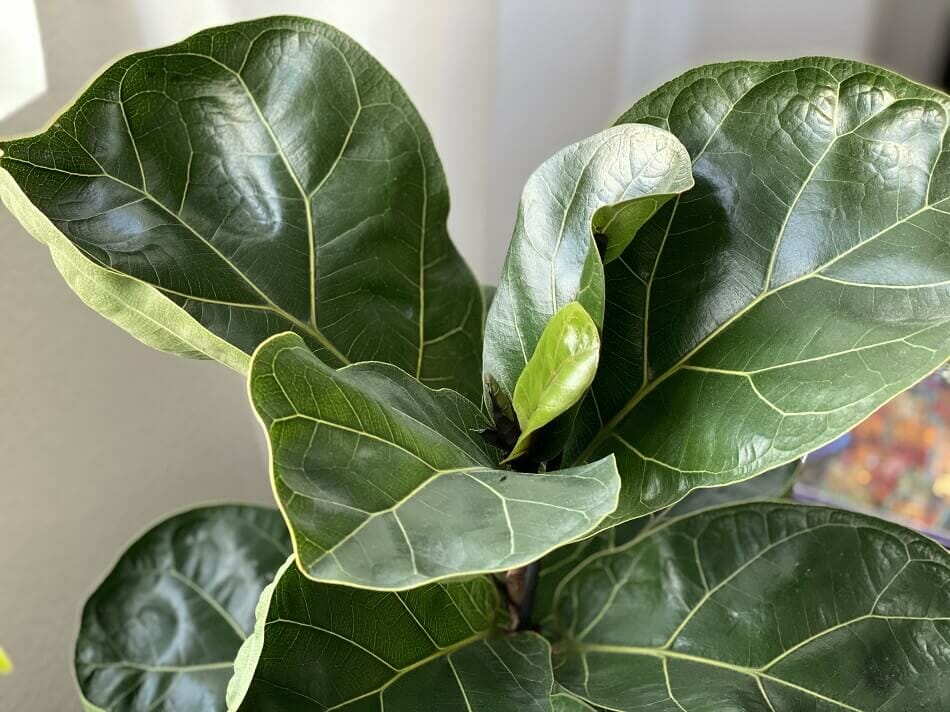Figue à feuilles de violon (Ficus lyrata)