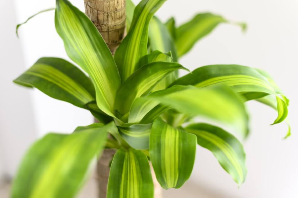 Dracaena fragrans