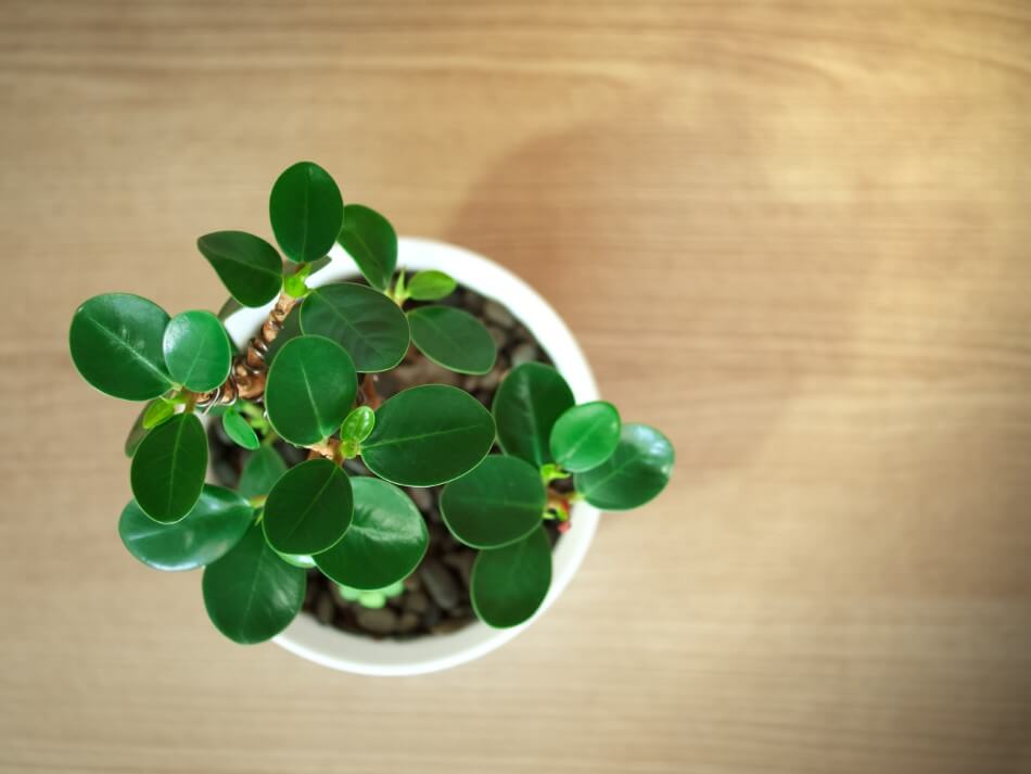 Ficus Audrey (Ficus benghalensis)