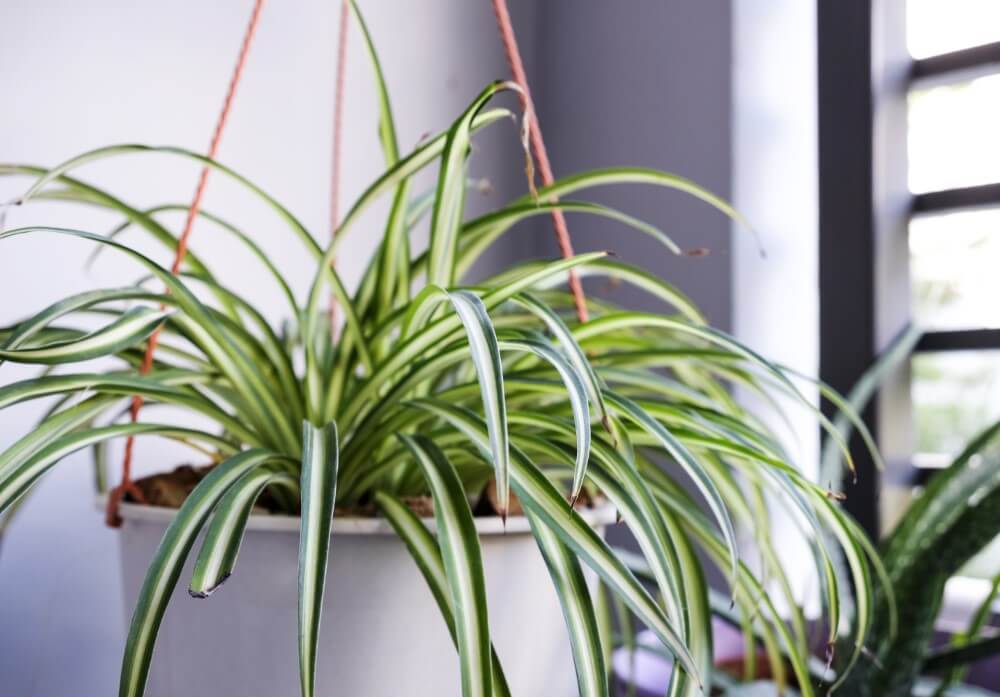 Comment cultiver des plantes araignées en intérieur