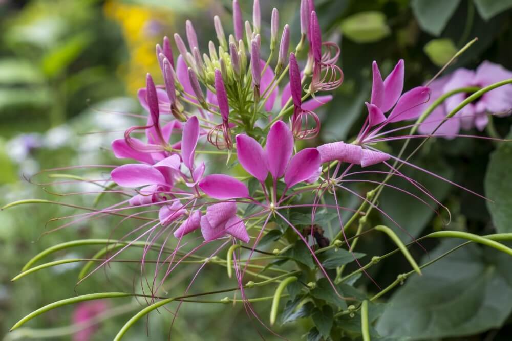 Fleur d'araignée (Cleome hassleriana)