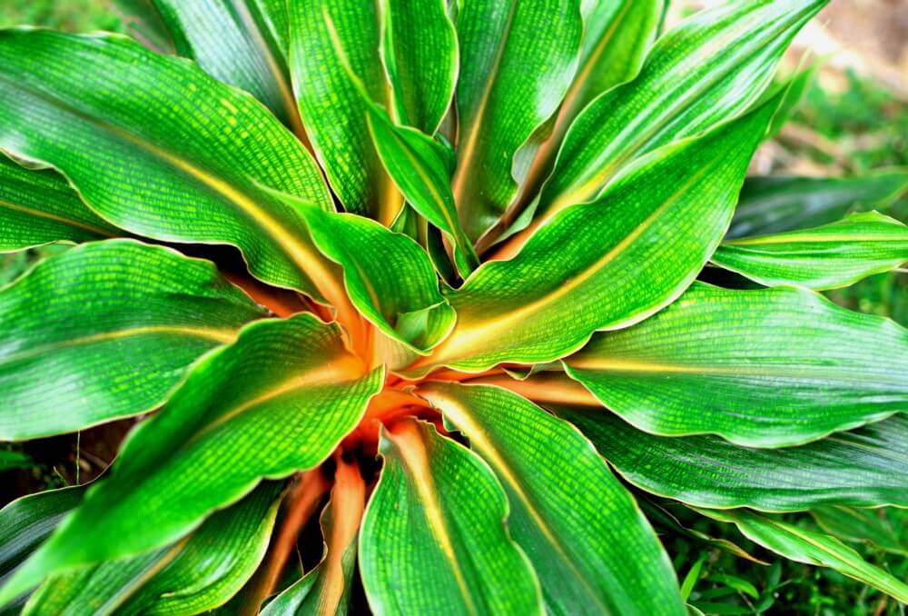 Chlorophytum amaniense 'Fire Flash' (alias Chlorophytum orchidastrum Green Orange)