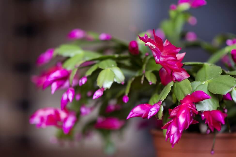 Cactus de Noël (Schlumbergera)