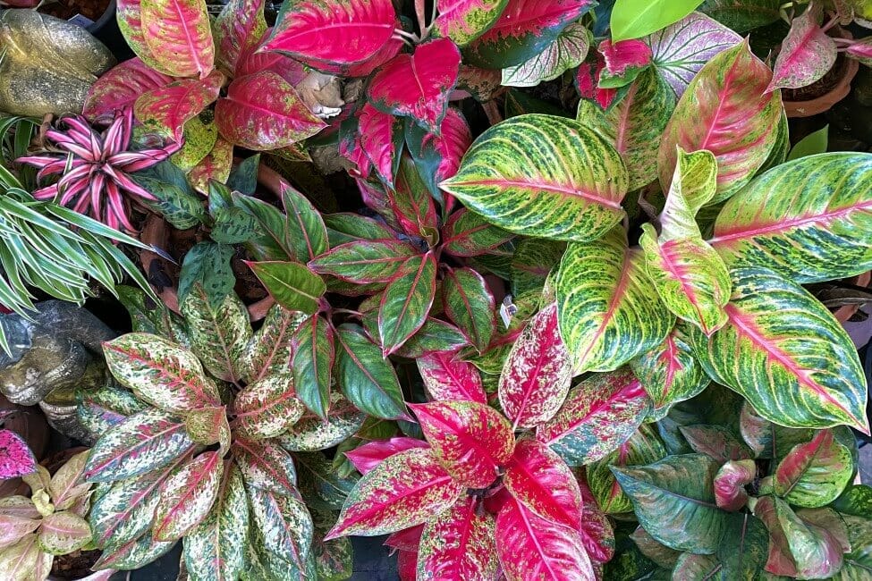 Feuilles persistantes chinoises (Aglaonema)