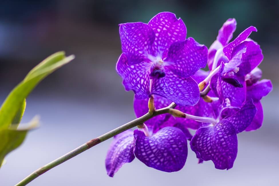 Orchidée Vanda pourpre (Vanda)