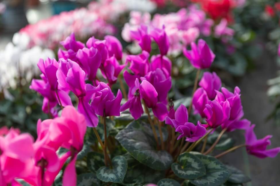 Cyclamen