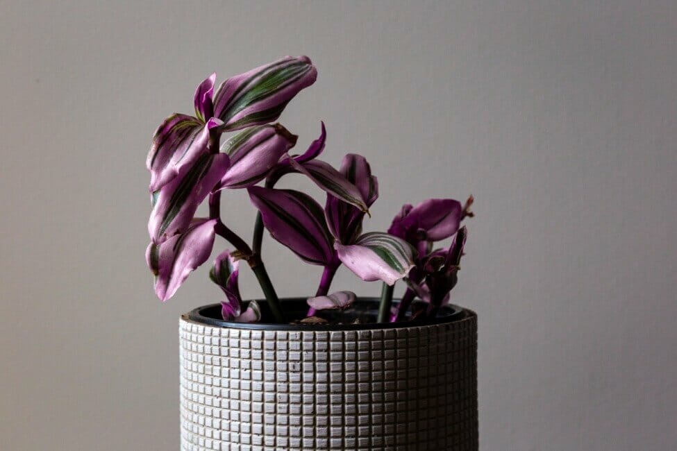 Juif errant (Tradescantia zebrina)