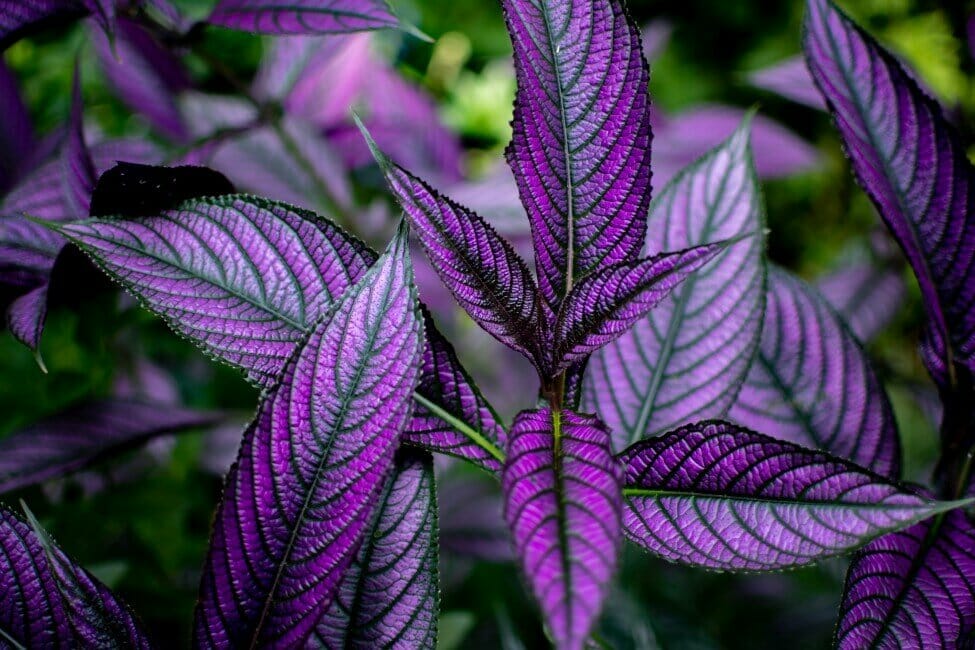 Plante bouclier de Perse (Strobilanthes dyeriana)