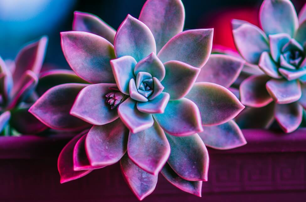 Succulentes pourpres (Echeveria)