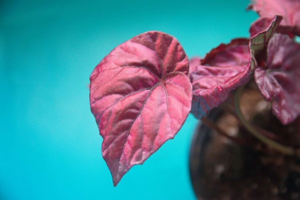 Bégonia rex (Begonia rex-cultorum)