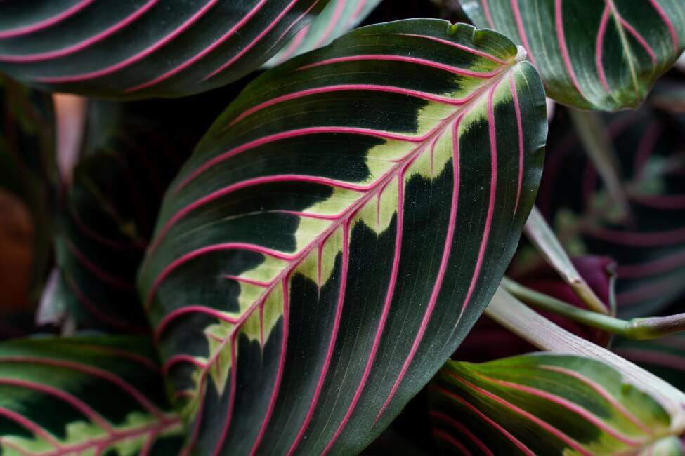 Plante de prière (Maranta leuconeura)